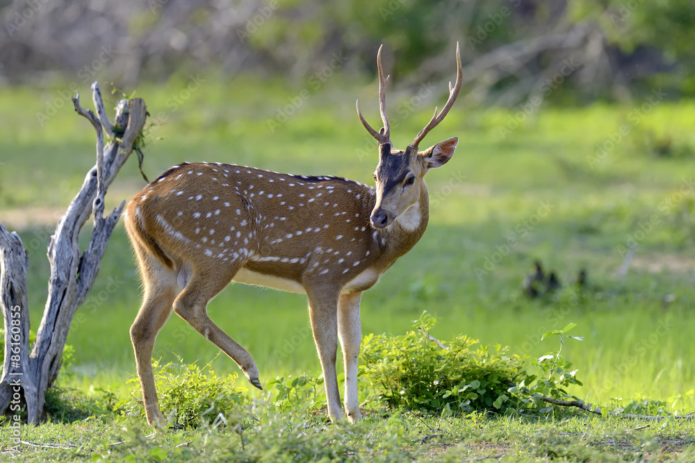 Obraz premium Wild Spotted deer