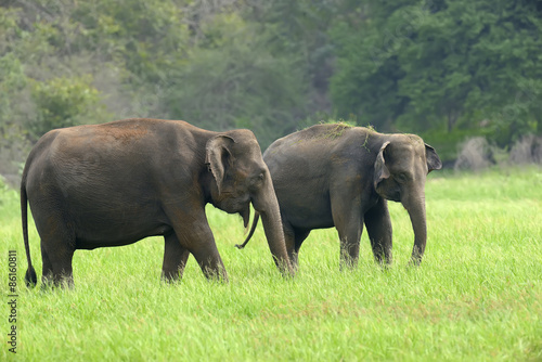 Elephants