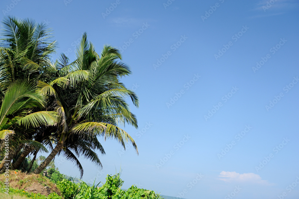 Palm tree Palm tree