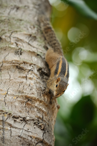 Wild chipmunk