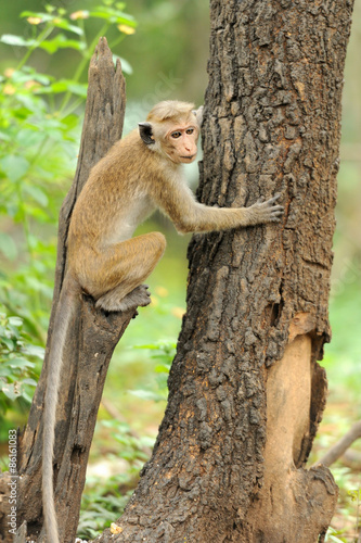 Monkey in the living nature