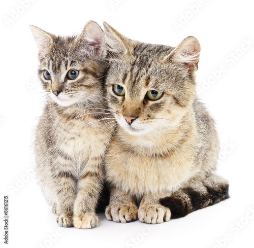 Two cat