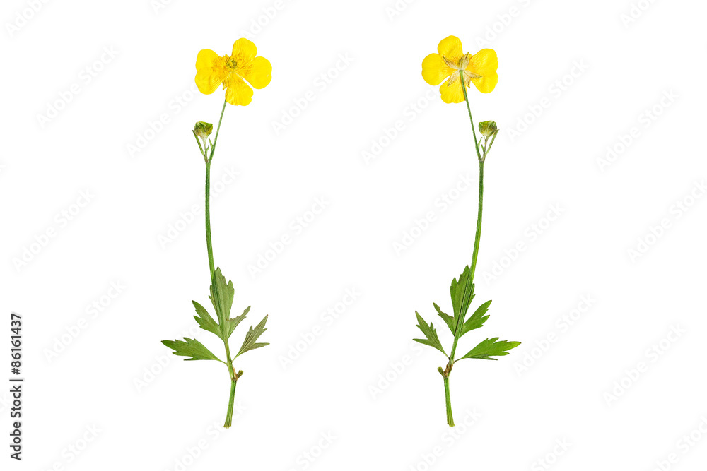 Pressed and Dried bush Meadow Buttercup (Ranunculus acris). Isol