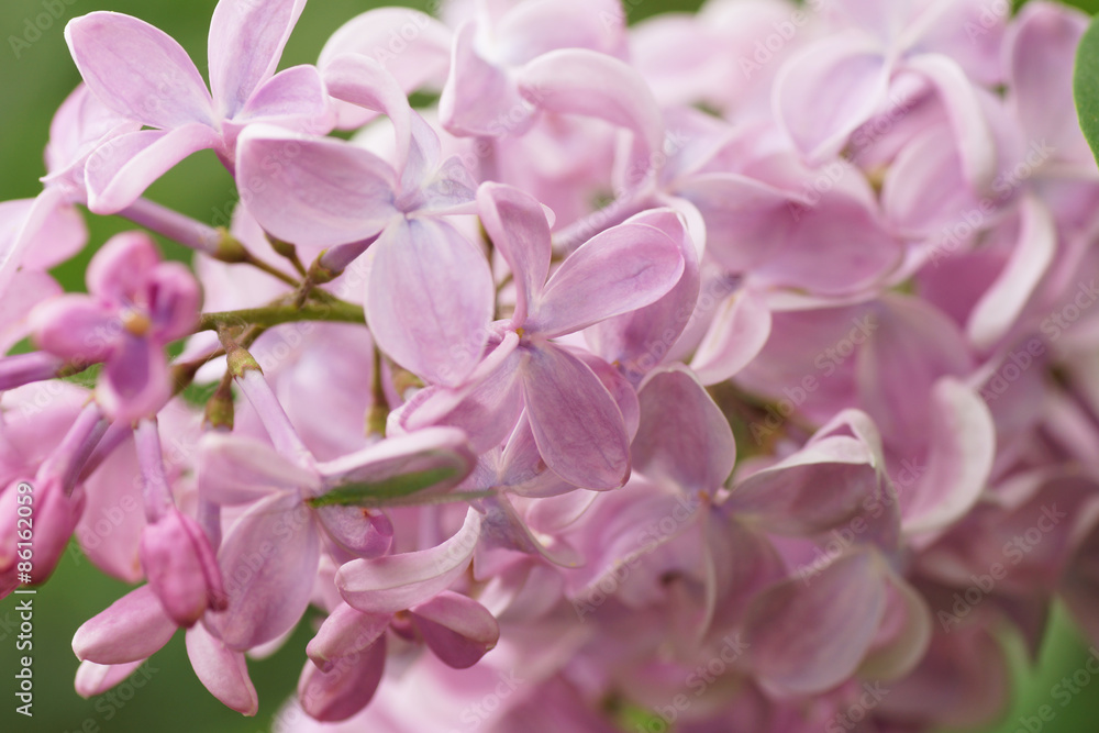 Lilac flower.Close-up. Lilac flower.Close-up.