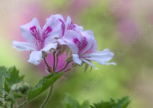 Zitronen Duftgeranie ( pelargonium citriodorum )