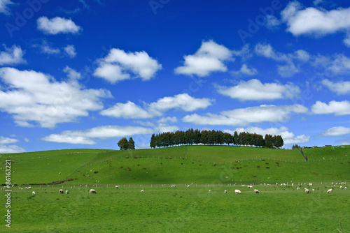 Grazing sheep on green hill, New Zealand