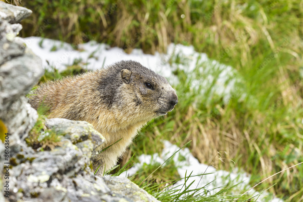 Alpine marmot