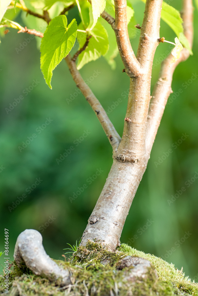 Fototapeta premium Close up of an bonsai tree