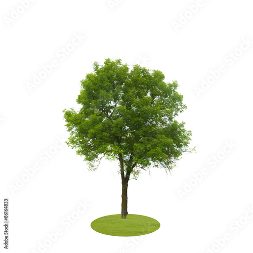 Colored Silhouette Tree Isolated on White Backgorund. Vector Il