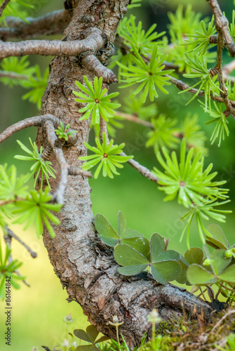 Close up of an bonsai larch