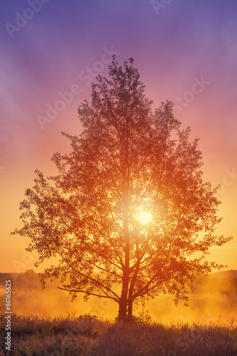 Tranquil landscape with tree over foggy sunrise
