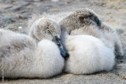 Baby swan - closeup portrait © bigmikephoto