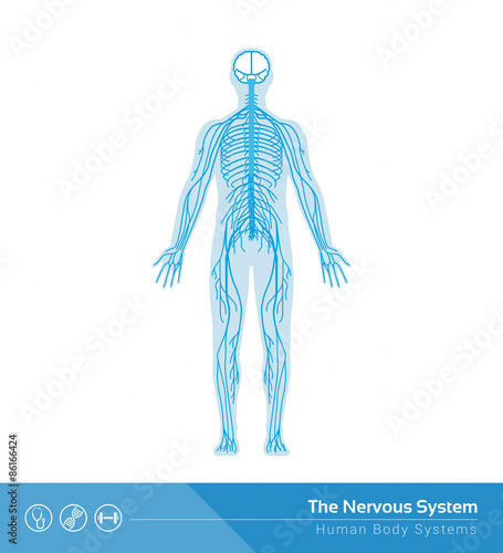 The nervous system