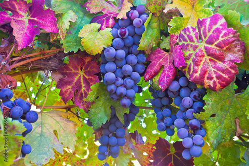 Grapes and colorful autumn leaves in Napa Valley, Northern California  photo