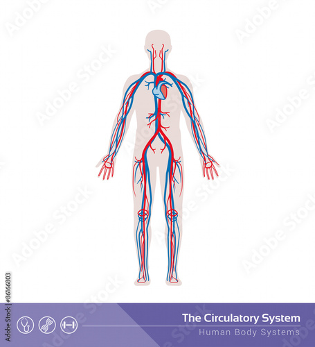 The circulatory system