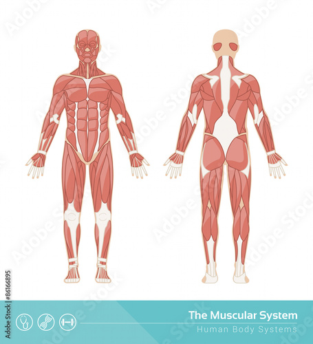 The muscular system