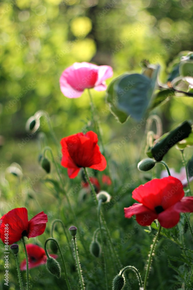 Fototapeta premium poppy meadow in the garden
