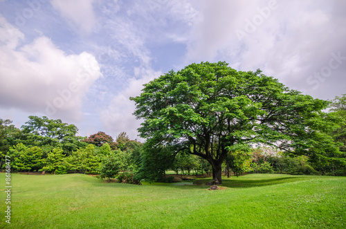 Big tree on green grass field