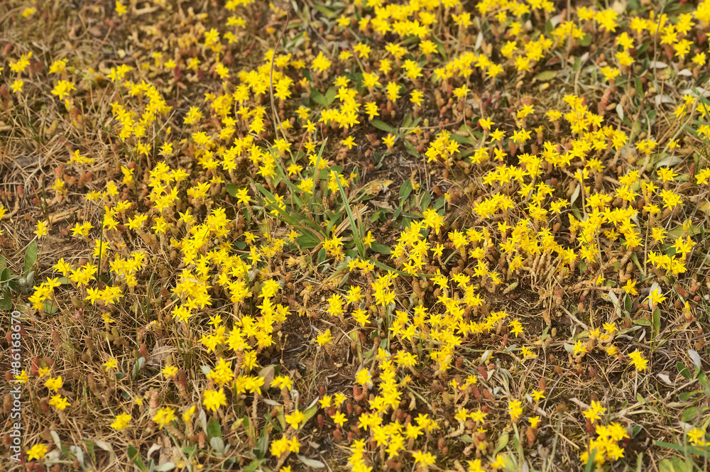 sedum acre flowers rozchodnik ostry