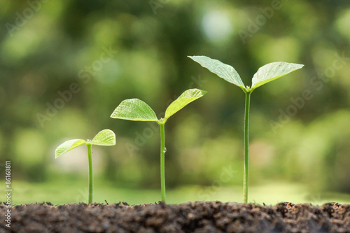 Young green plants growing on fertile soil in germination sequence