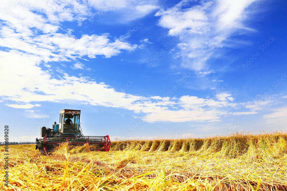Fototapeta premium Ripe rice harvesting