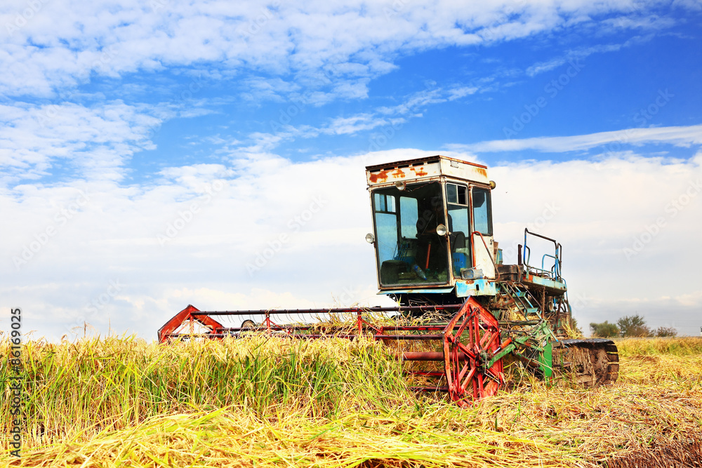 Obraz premium Ripe rice harvesting