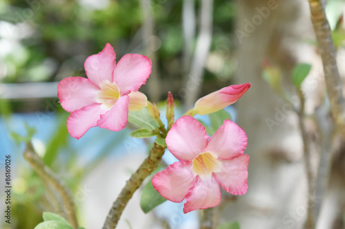 Photos pink Desert Rose flower nature