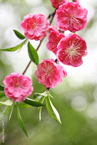 Cherry Blossom © Le Do
