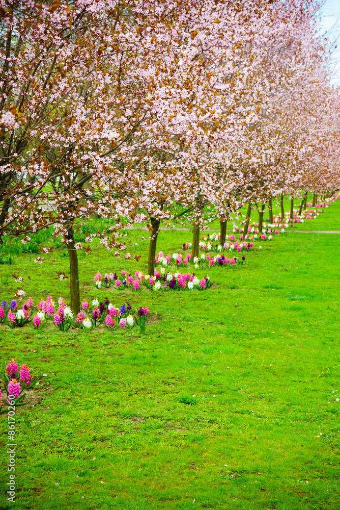 Cherry trees in a row. Garden spring blossom. Cherry trees in a row. Garden spring blossom.