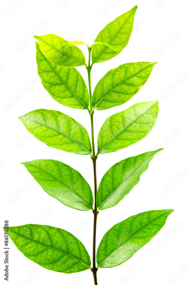 Naklejka premium green leaf isolated on white background