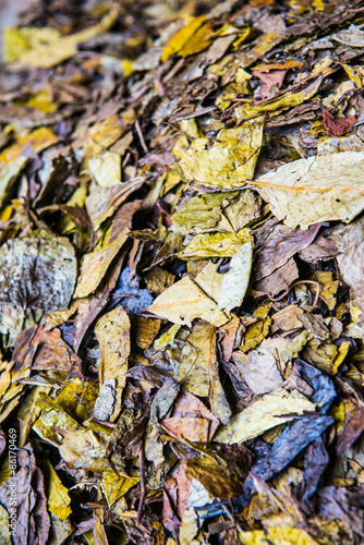 Background of dry tea leaf photo