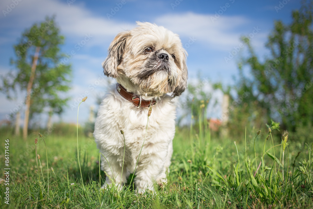 Shih tzu dog in spring garden