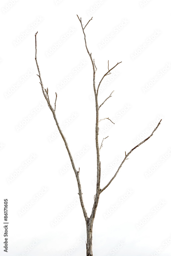 Branch of dead tree without leaf isolated on white