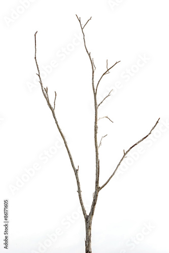 Branch of dead tree without leaf isolated on white