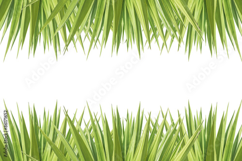 Close up green agave plant isolated on white