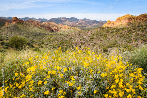 Mountain View With Flowers along the Apache Trail photo