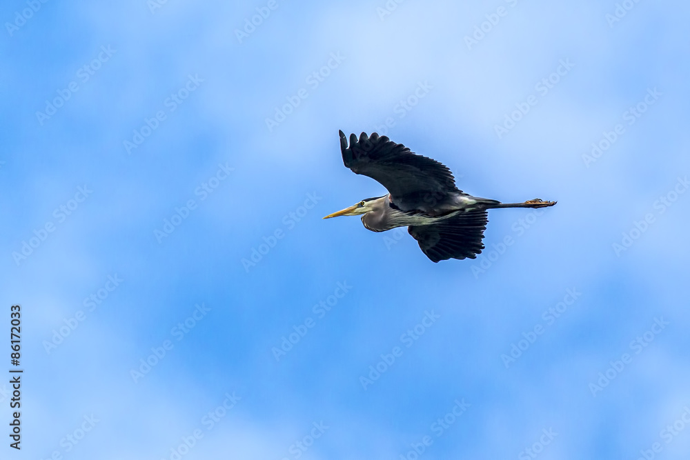 Fototapeta premium Heron flies in blue sky.
