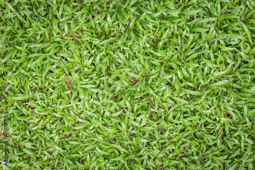 Top view of green grass pattern