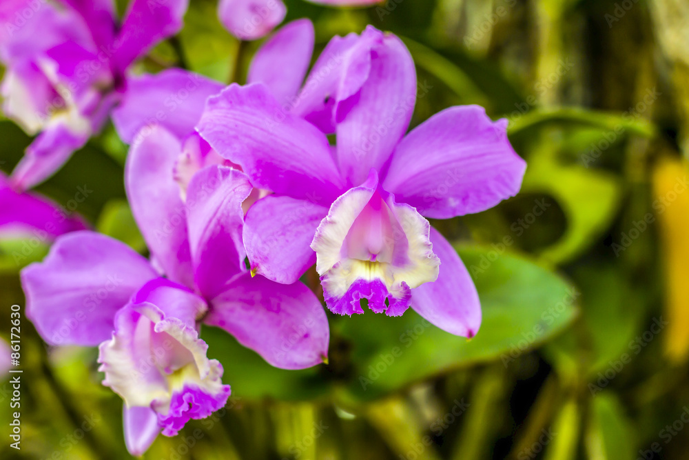 An exotic wild pink orchid in full bloom. An exotic wild pink orchid in full bloom.