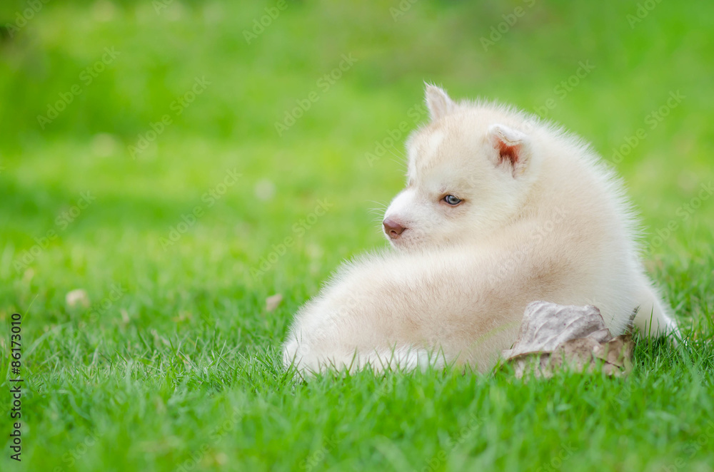 Fototapeta premium Cute siberian husky puppy looking