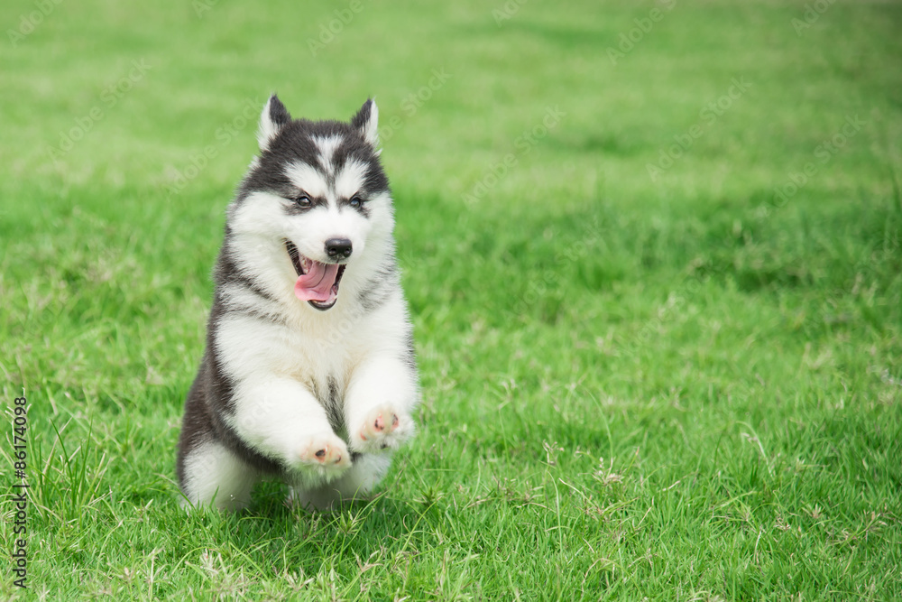Fototapeta premium Cute siberian husky puppy running