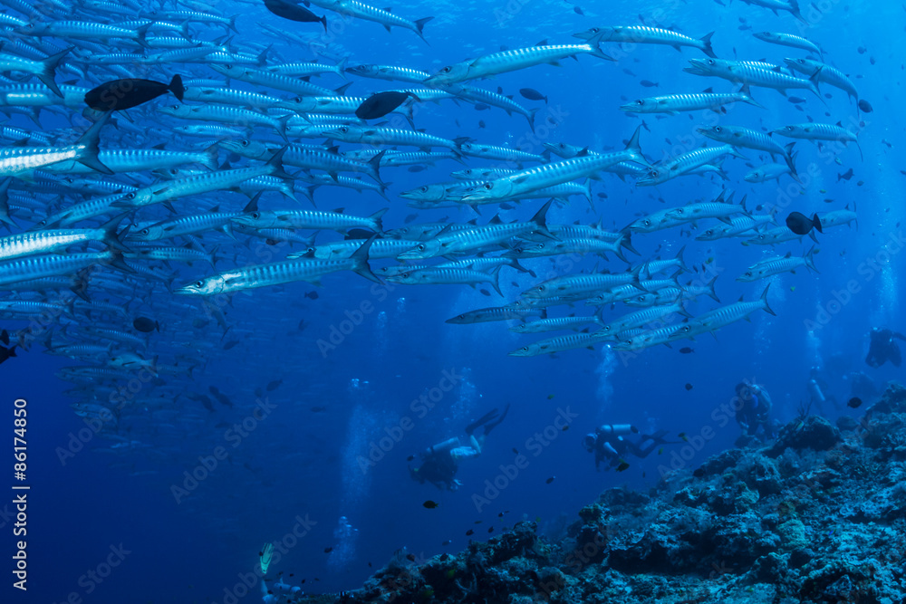 Fototapeta premium underwater world