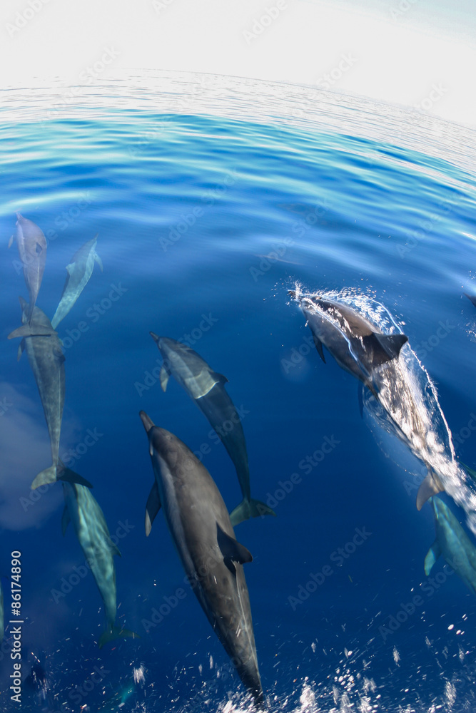 Fototapeta premium underwater world