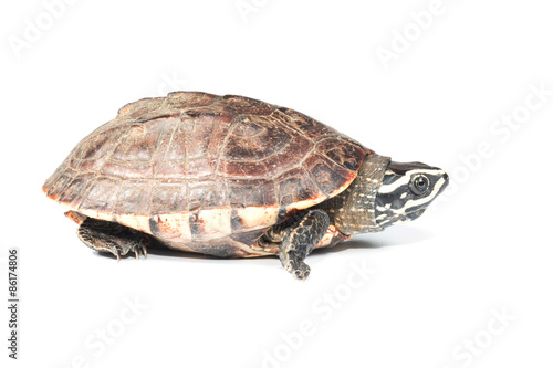 isolated turtle
