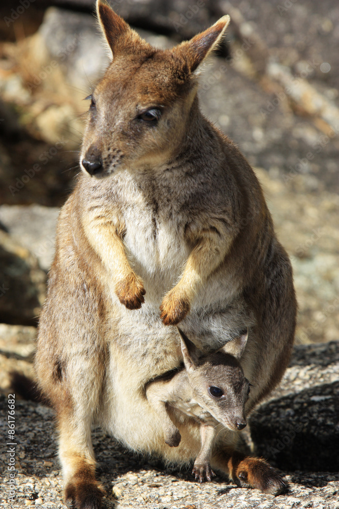 Mareeba Rock wallabies or Petrogale Mareeba Mareeba Rock wallabies or Petrogale Mareeba