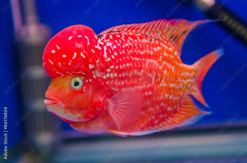 Flowerhorn Cichlid fish foto de Stock | Adobe Stock