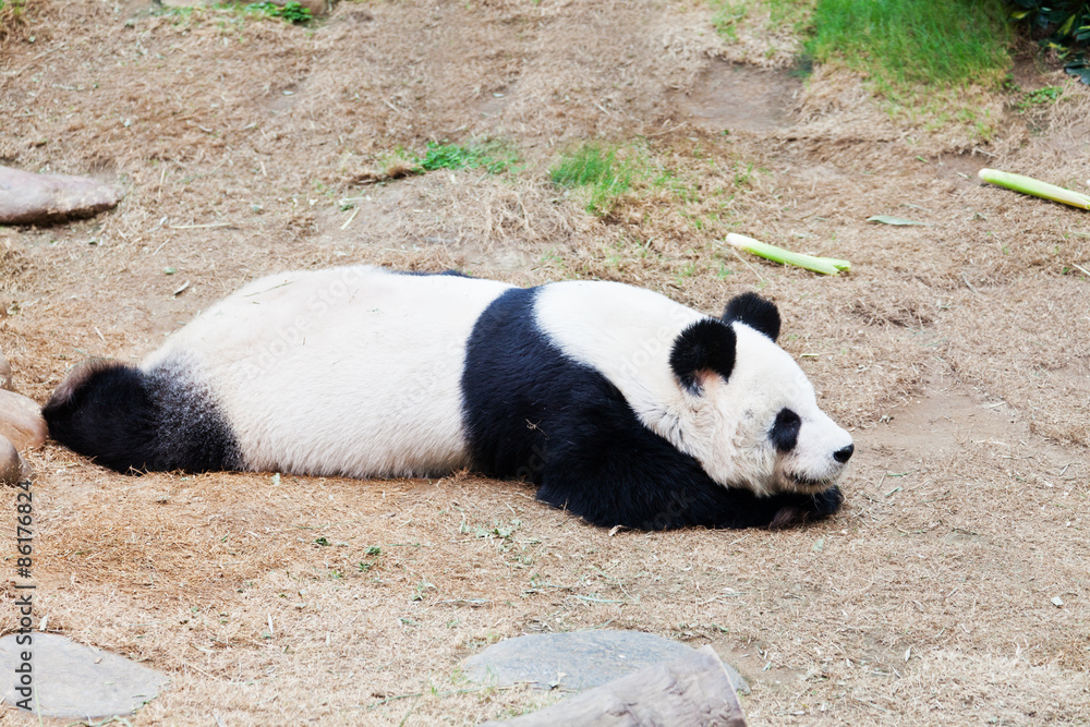 Fototapeta premium Panda taking a nap