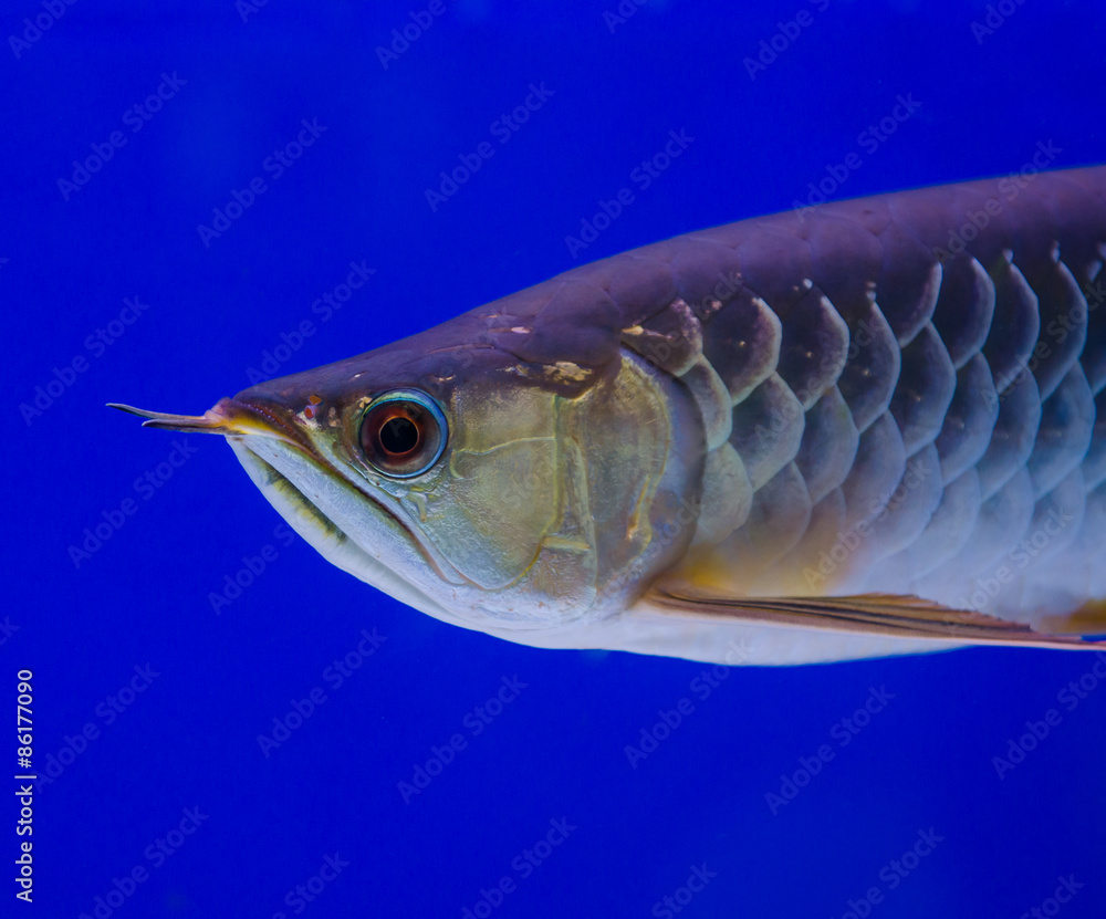 Fototapeta premium arowana fish