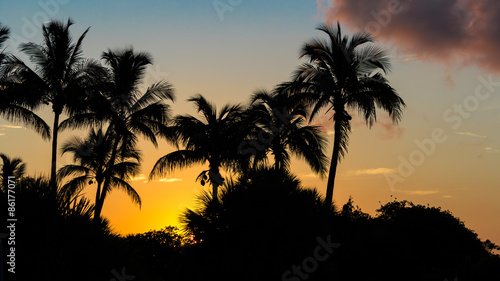 Sanibel Island  Florida  Sunrise  Palm Trees