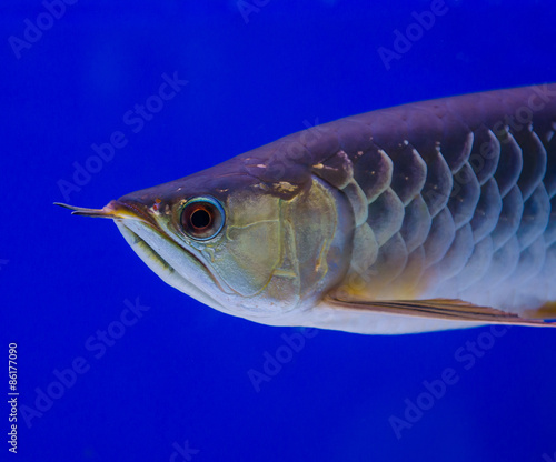 Fototapeta Naklejka Na Ścianę i Meble -  arowana fish